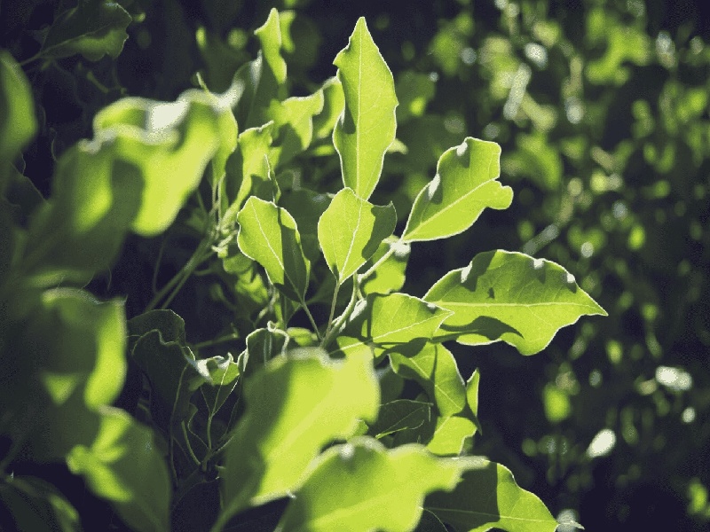 怎么获得试管皮肤试管 普胚 移植脊柱试管膜瘤