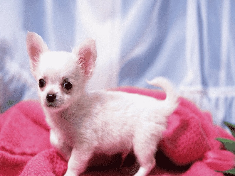 成都惜缘试管代生机构:怀二胎孕吐反应特大,和孕妇自身以及胎儿都有关